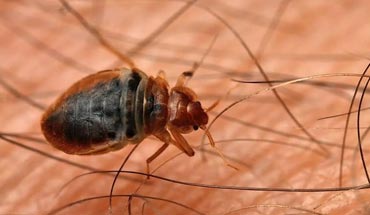 Bed Bugs Treatment in Lahore Bed Bugs Treatment in Lahore