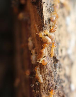 Pest Treatment in Lahore Pest Treatment in Lahore