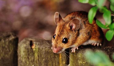 Rodent Control in Lahore Rodent Control in Lahore