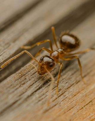 Termite Killers in Lahore Termite Killers in Lahore
