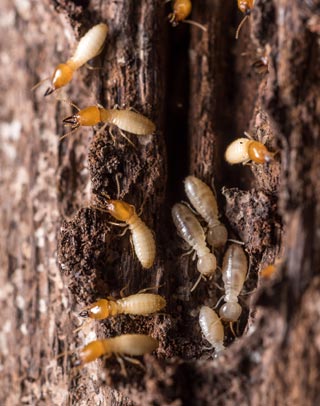 Termite Proofing in Lahore Termite Proofing in Lahore
